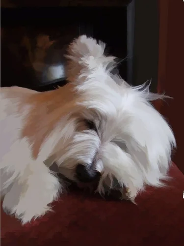 Meet Charlie, he was the reason we started.