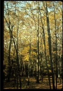 In the late 1960’s foresters really did not know how these mixed species, oak-dominated forests developed. Most people thought they were uneven-aged, but there were not small oaks growing into the overstory. My Ph.D. advisor (“academic father”), Professor David M. Smith, felt they were even-aged, stratified stands based on his long-term observations.
