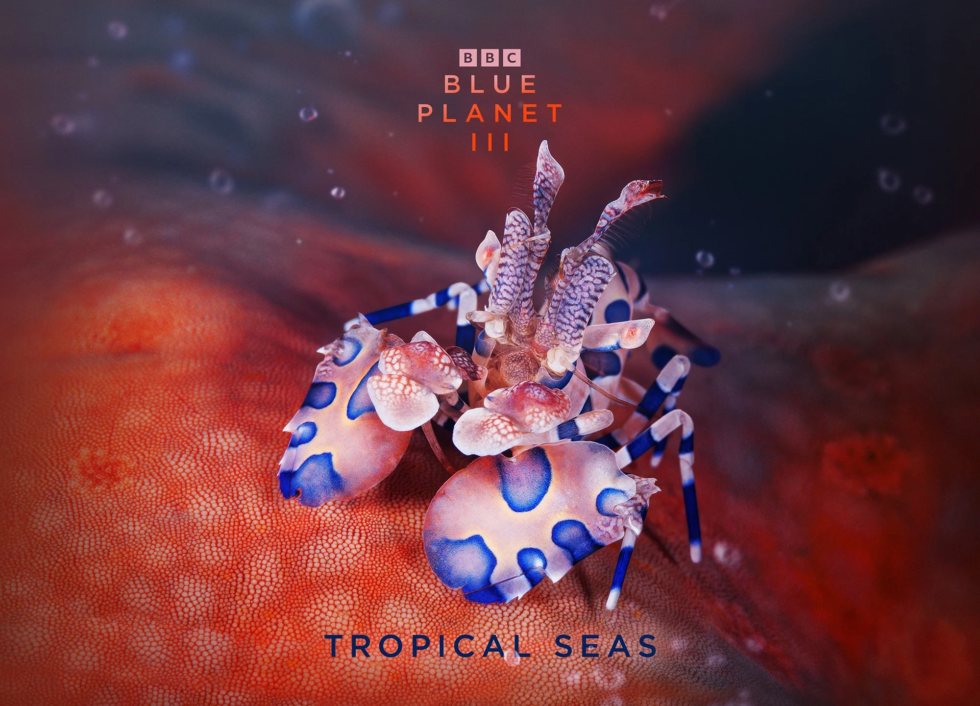 BBCS_BPIII_Tropical_Seas_A3_Landscape_420x297mm_300dpi_RGB_AW.jpg