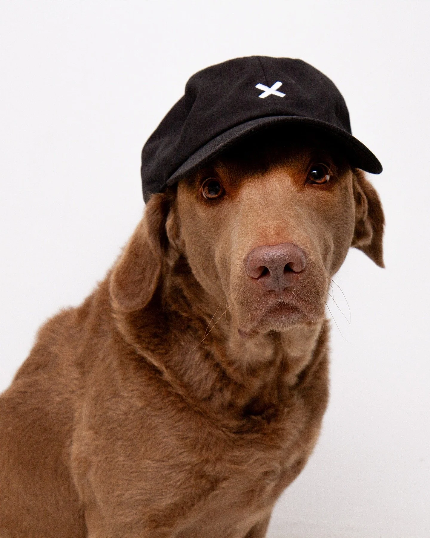 Danke an das CXI-Team f&uuml;r den tollen Gewinn&hellip; die Kappe sitzt perfekt!

#cxi_konferenz #branddesign 

@cxi_konferenz  @dirah.chessie