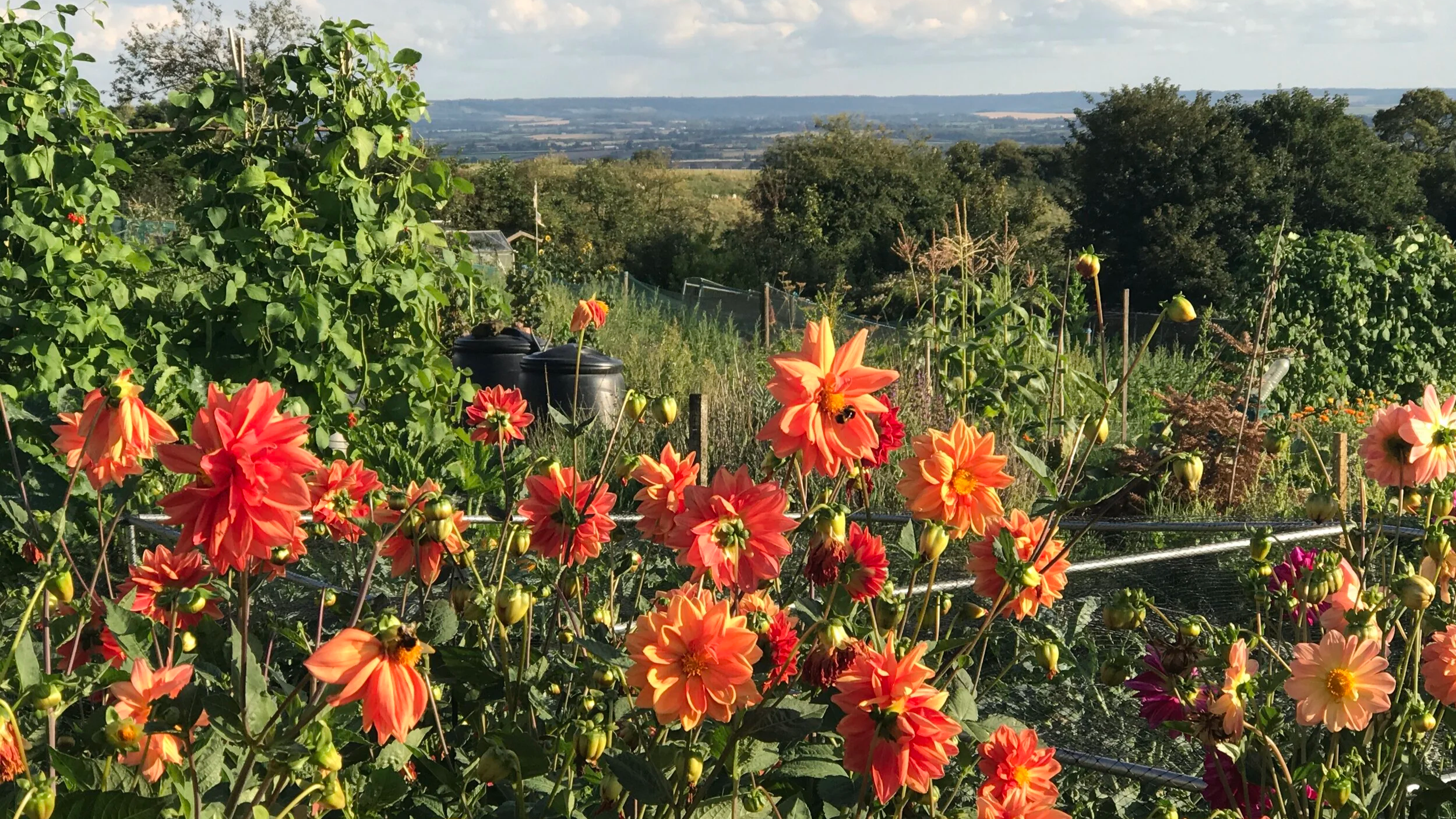 Photo of orange dahlias with view of distant fields and hills behind.