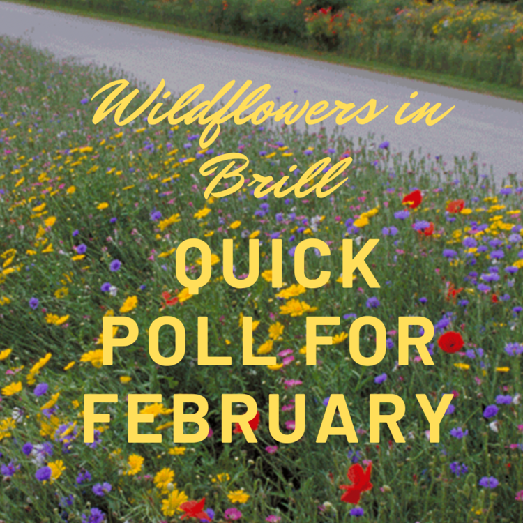 Wildflowers growing beside a road with text promoting February's Quick Poll (see accompanying text)
