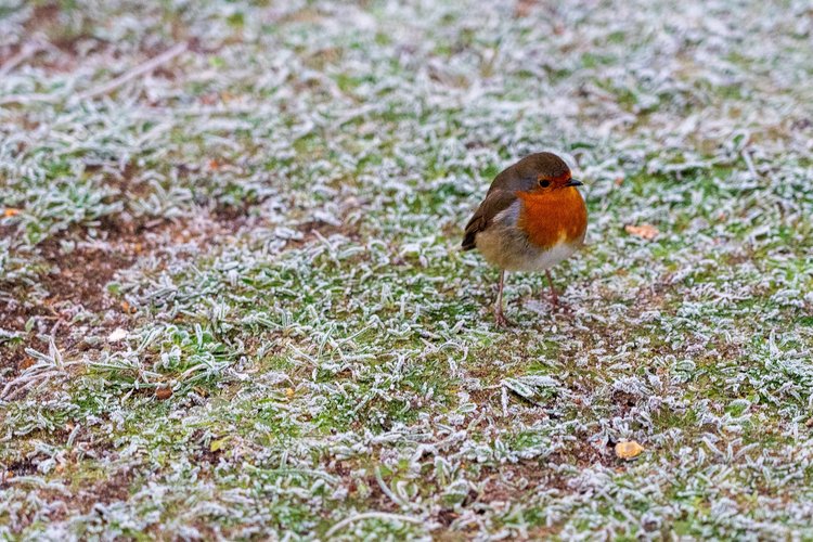 Robin in frosty grass.