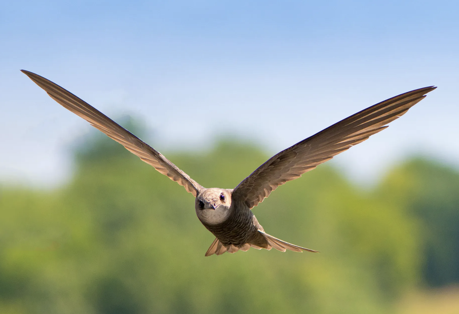 Photo of a Swift in flight