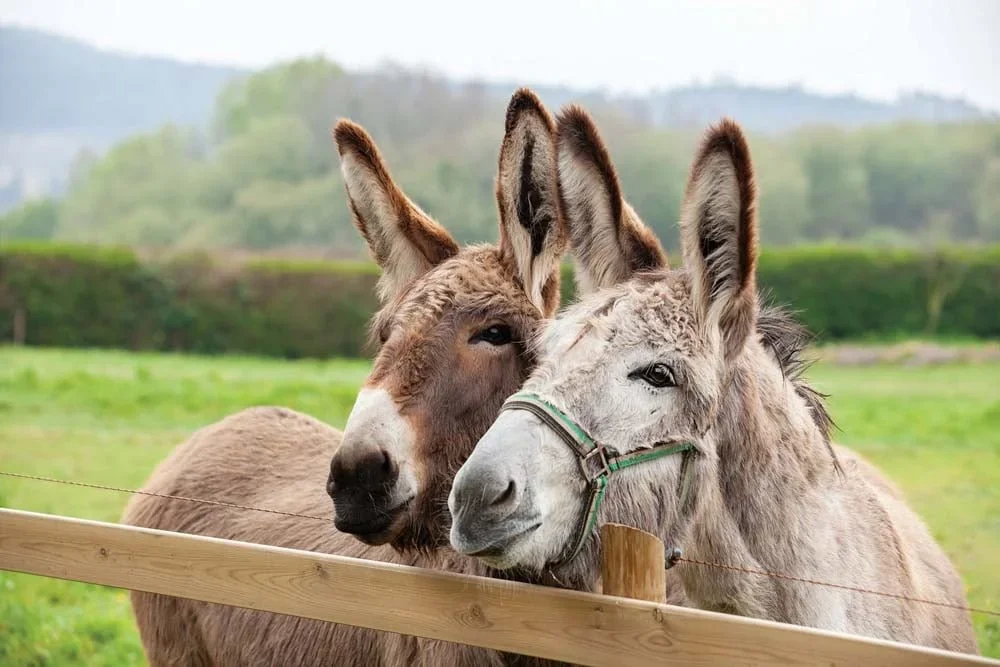 What if … there were donkeys back in the Donkey Field?