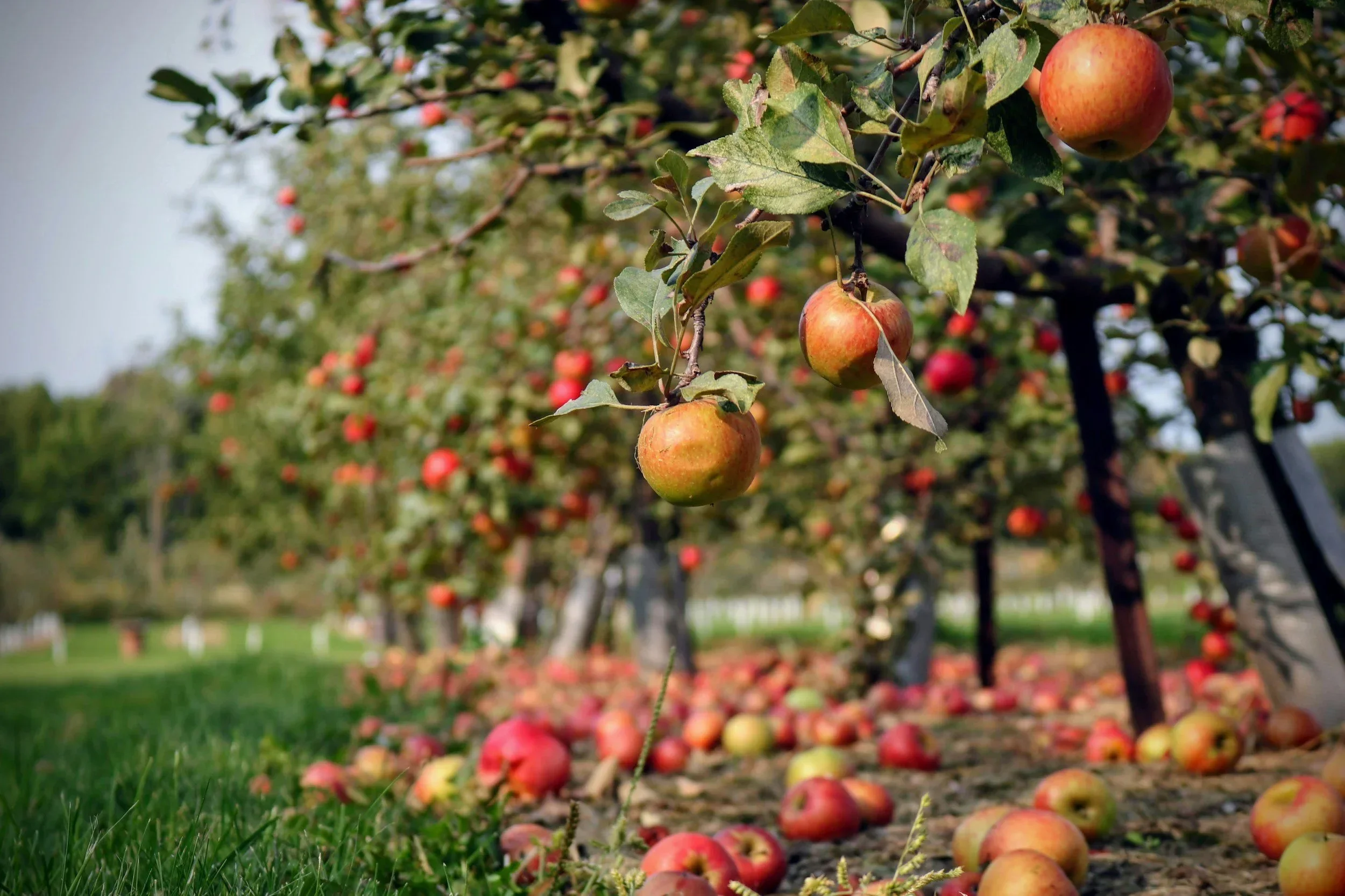 What if … Brill had a community orchard?
