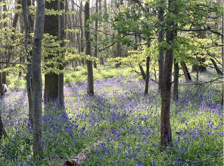 Why should we care about Nature?