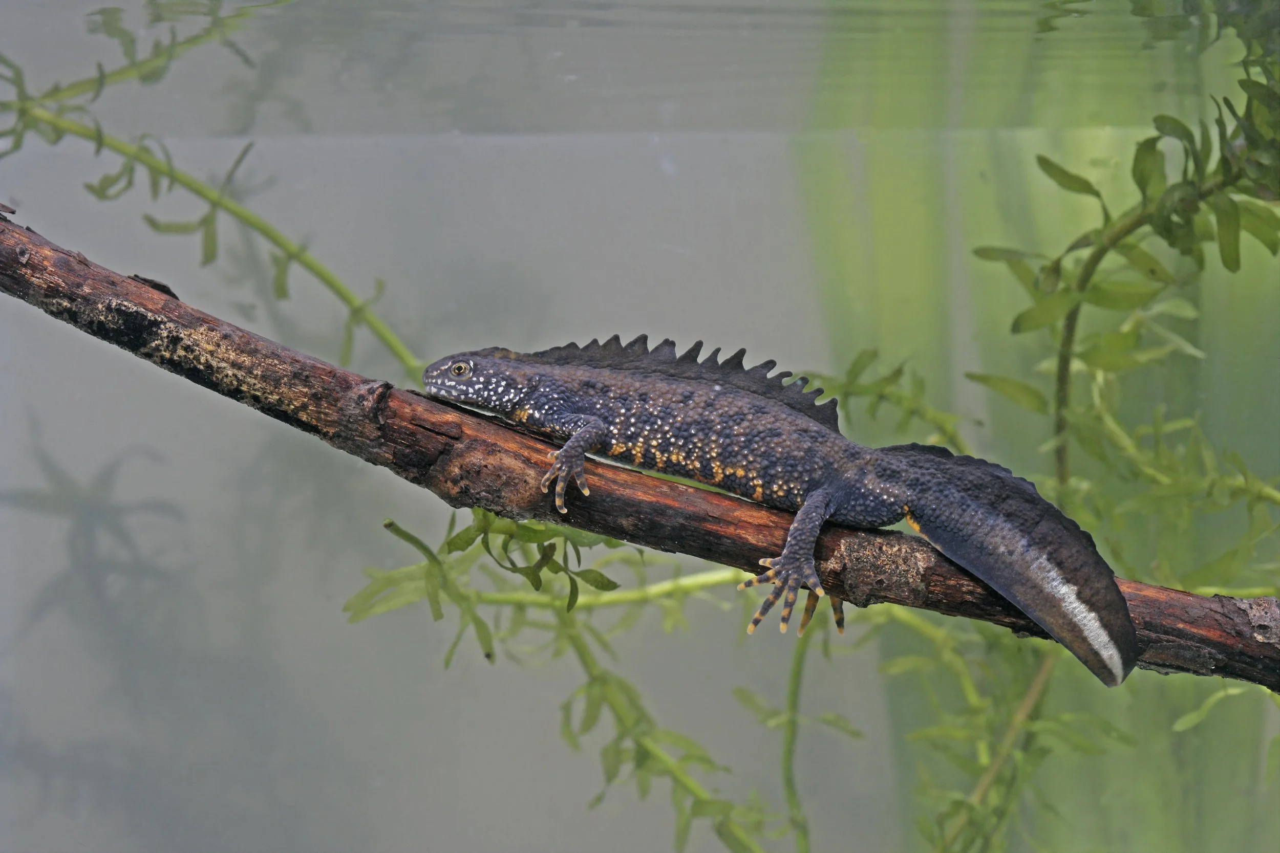 Great Crested Newts are back in Brill! 