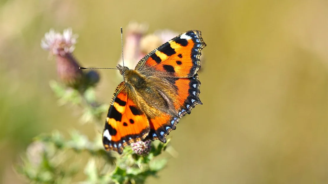 Why a Little Wildness Matters