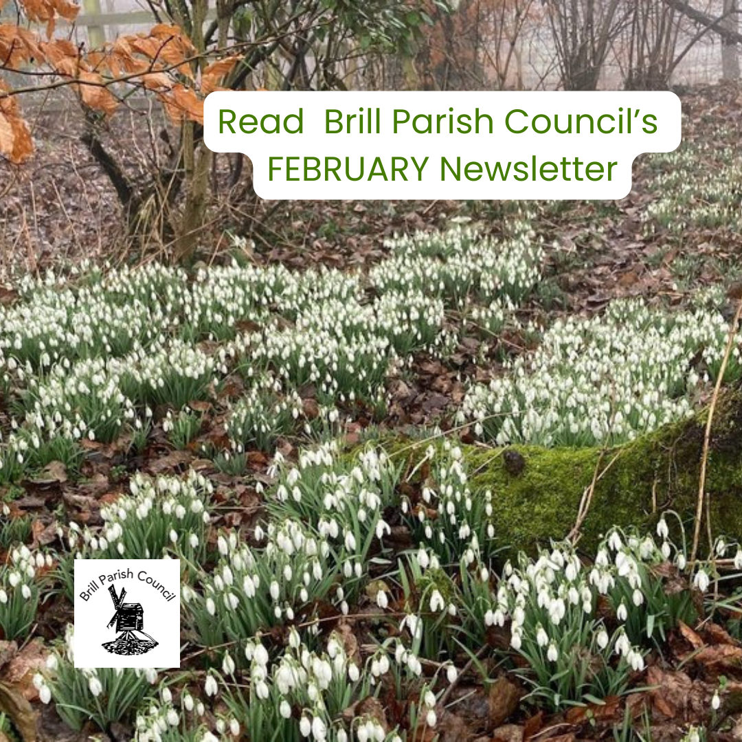 Photo of snowdrops promoting February newsletter.