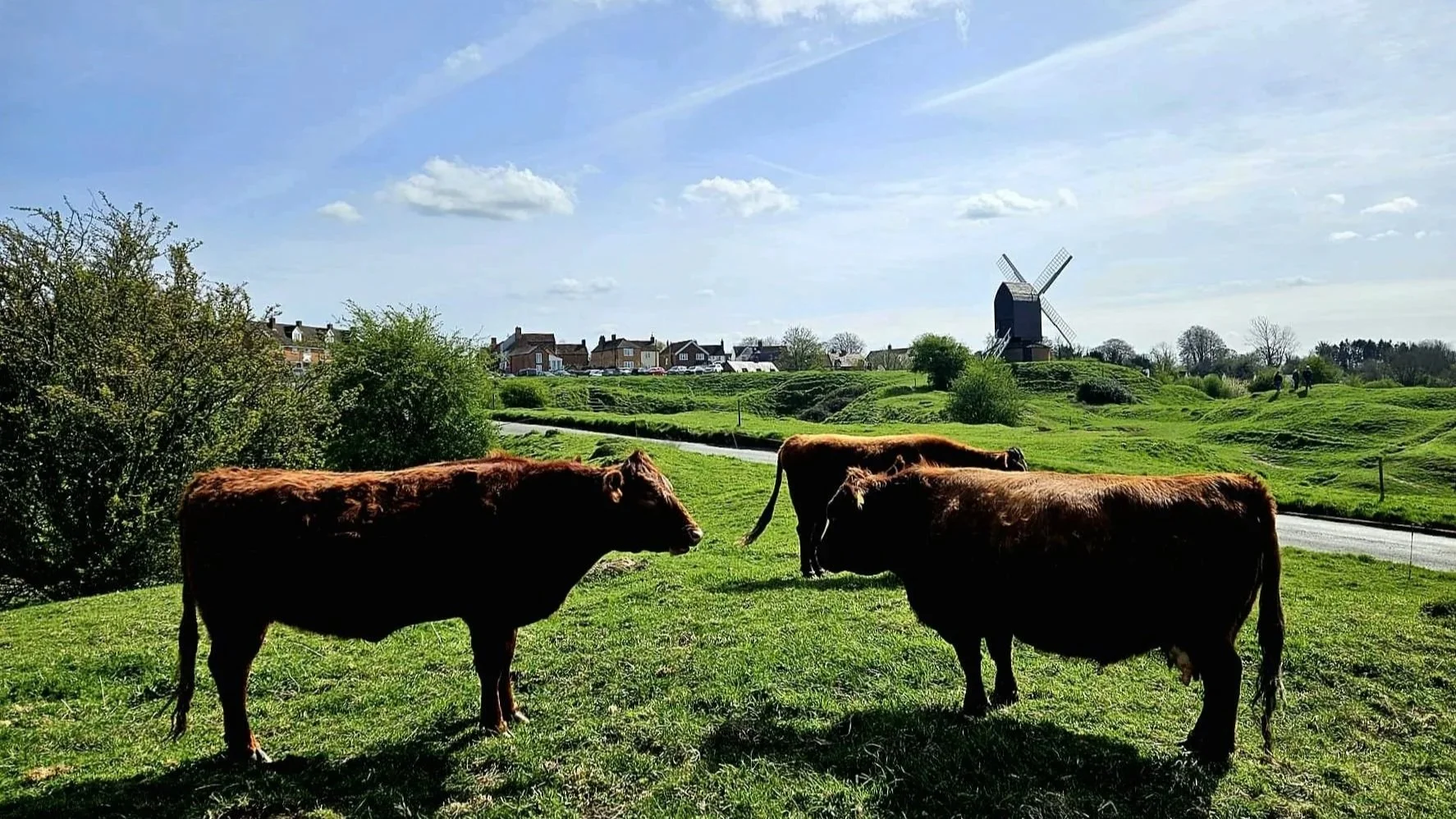 Three brown cows with Brill Windmill in the distance