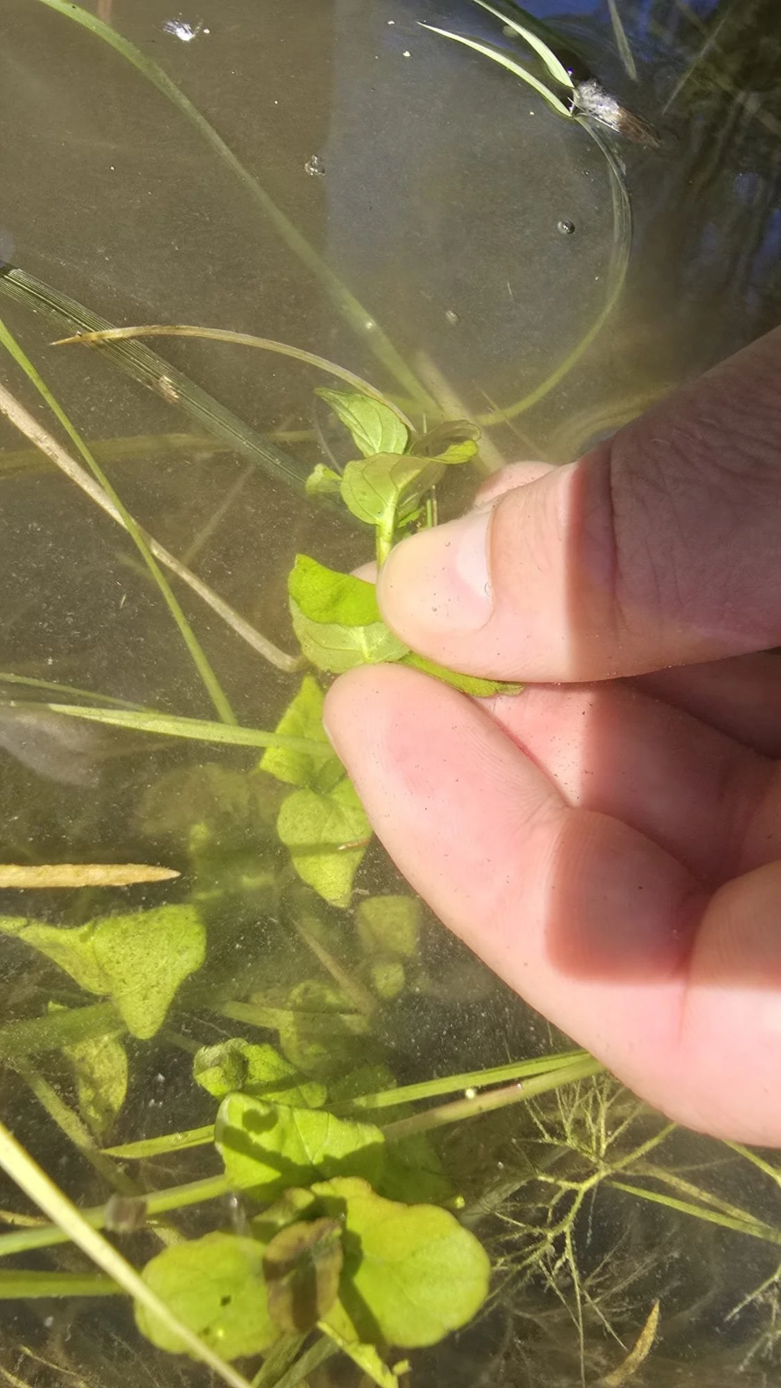 Close-up of water mint containing newt egg
