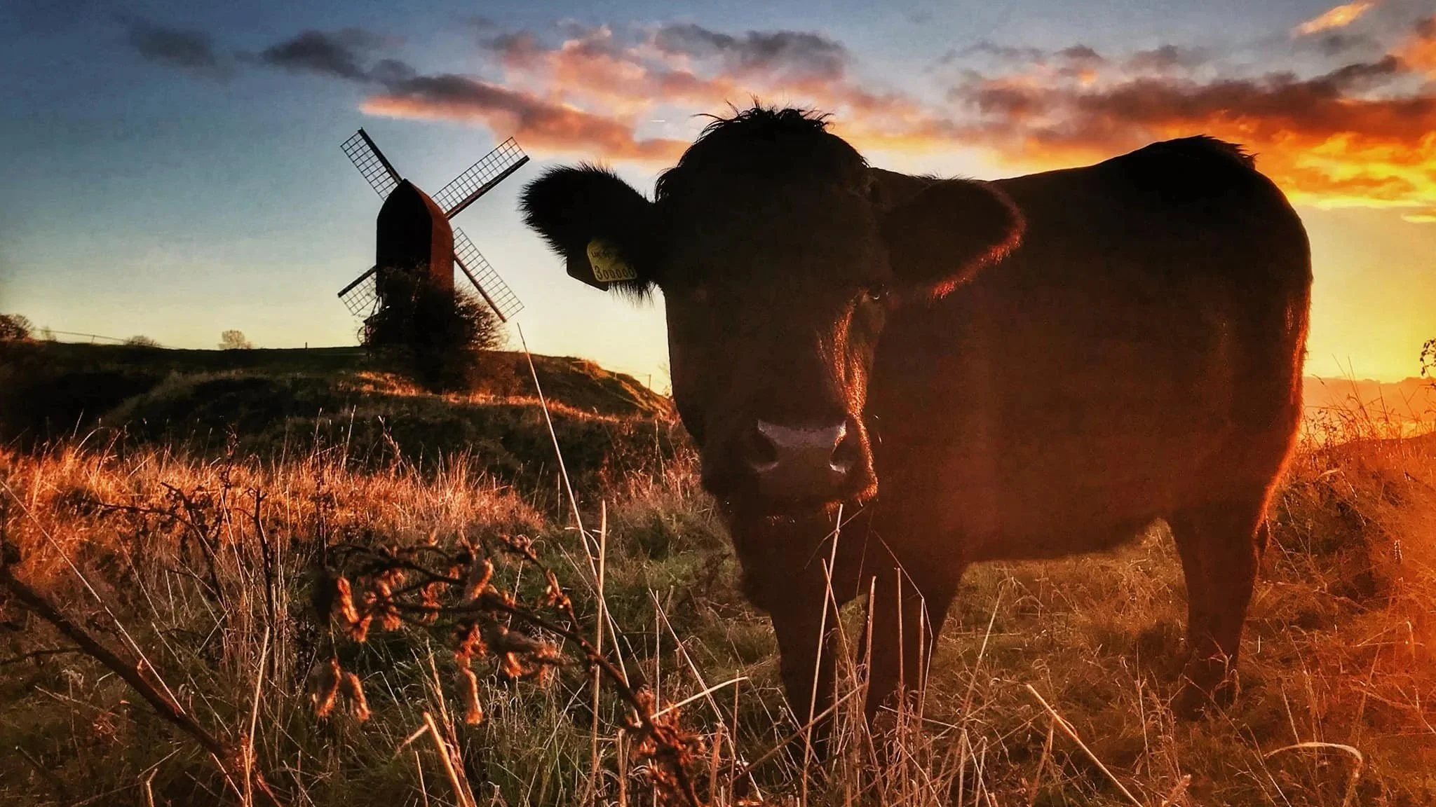 Photo of a small cow in golden evening light with Brill Windmill in the background.