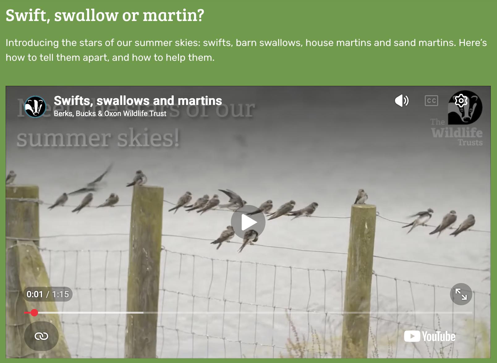 Photo of a dozen or so birds perches on a fence