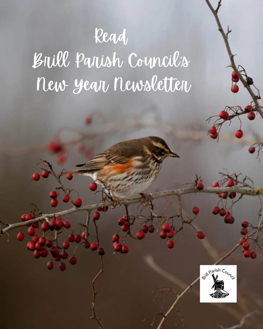 Phot of small brown, cream and red bird (a Redwing) on a bough of hawthorn berries with text "Read Brill Parish Council's New Year Newsletter"
