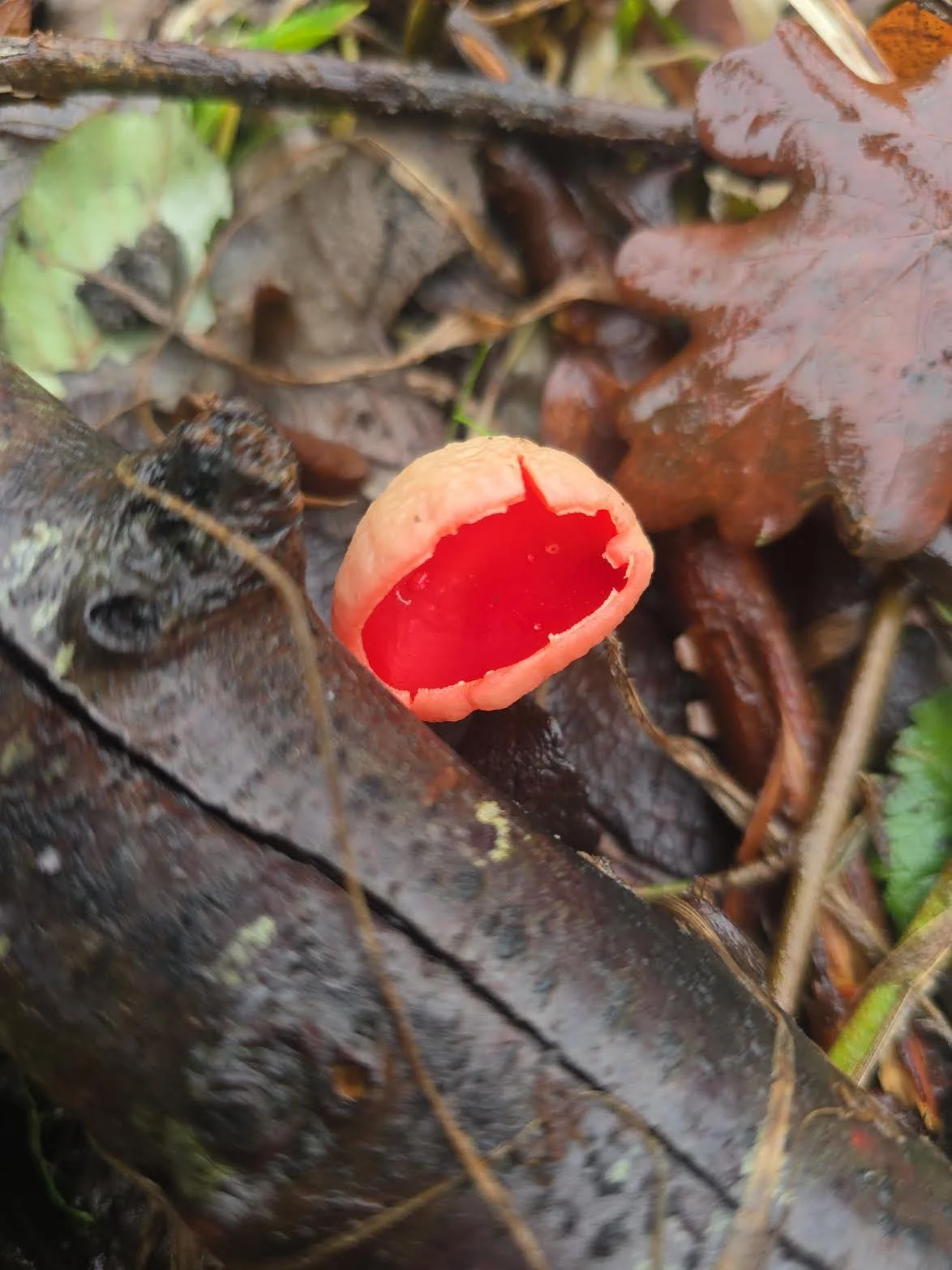 Photo of small bright red fungus.