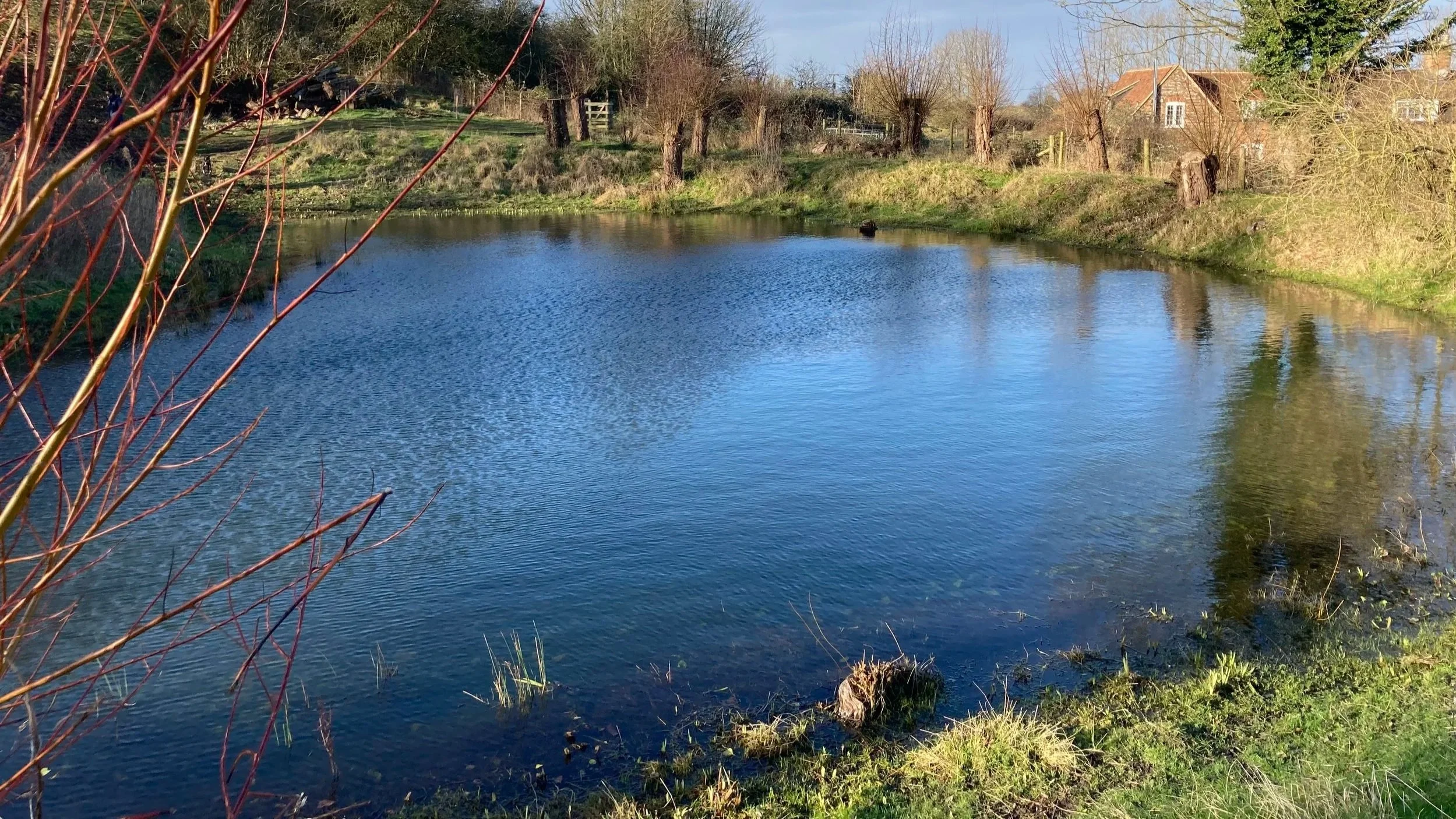 Photo of a large pond reflecting a blue sky and surrounded by grassy banks and pollarded trees.