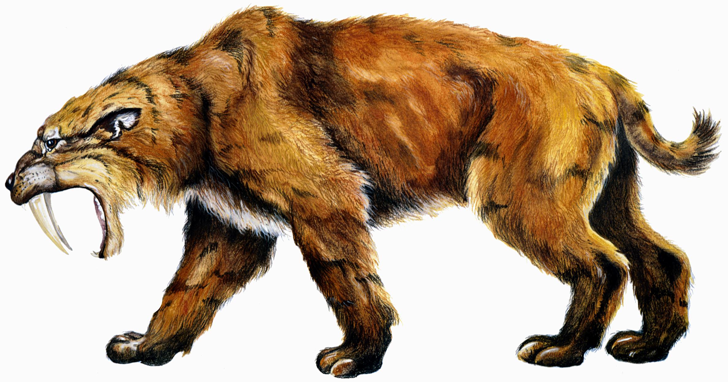 saber toothed tiger ice age