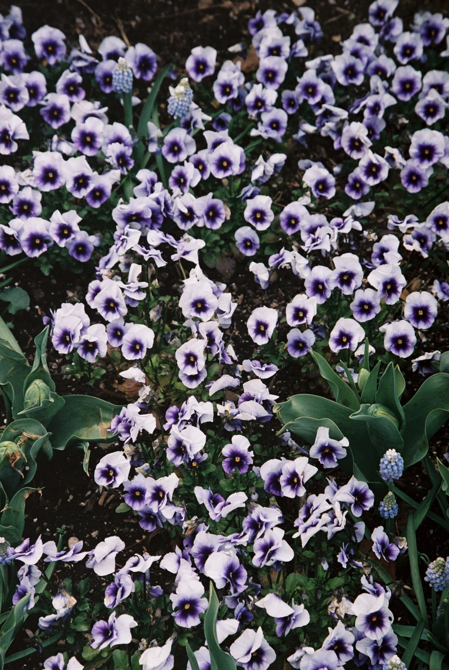 S222542-R1-073-35.jpeg