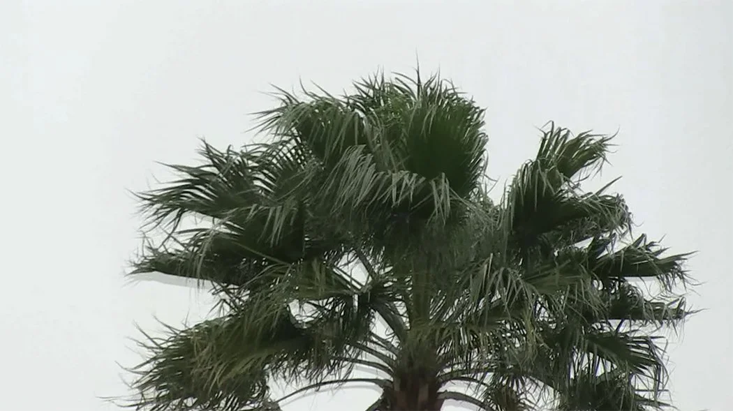 Palm Tree