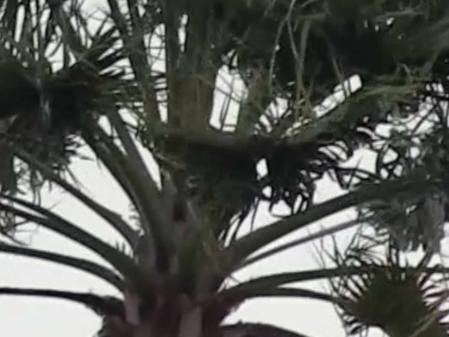 Palm Tree (Copy)