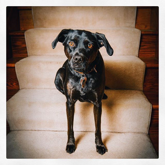 Polo, Keeper of the Stairs.
Some of my portrait subjects have four legs! 
We bring the Studio2U.
