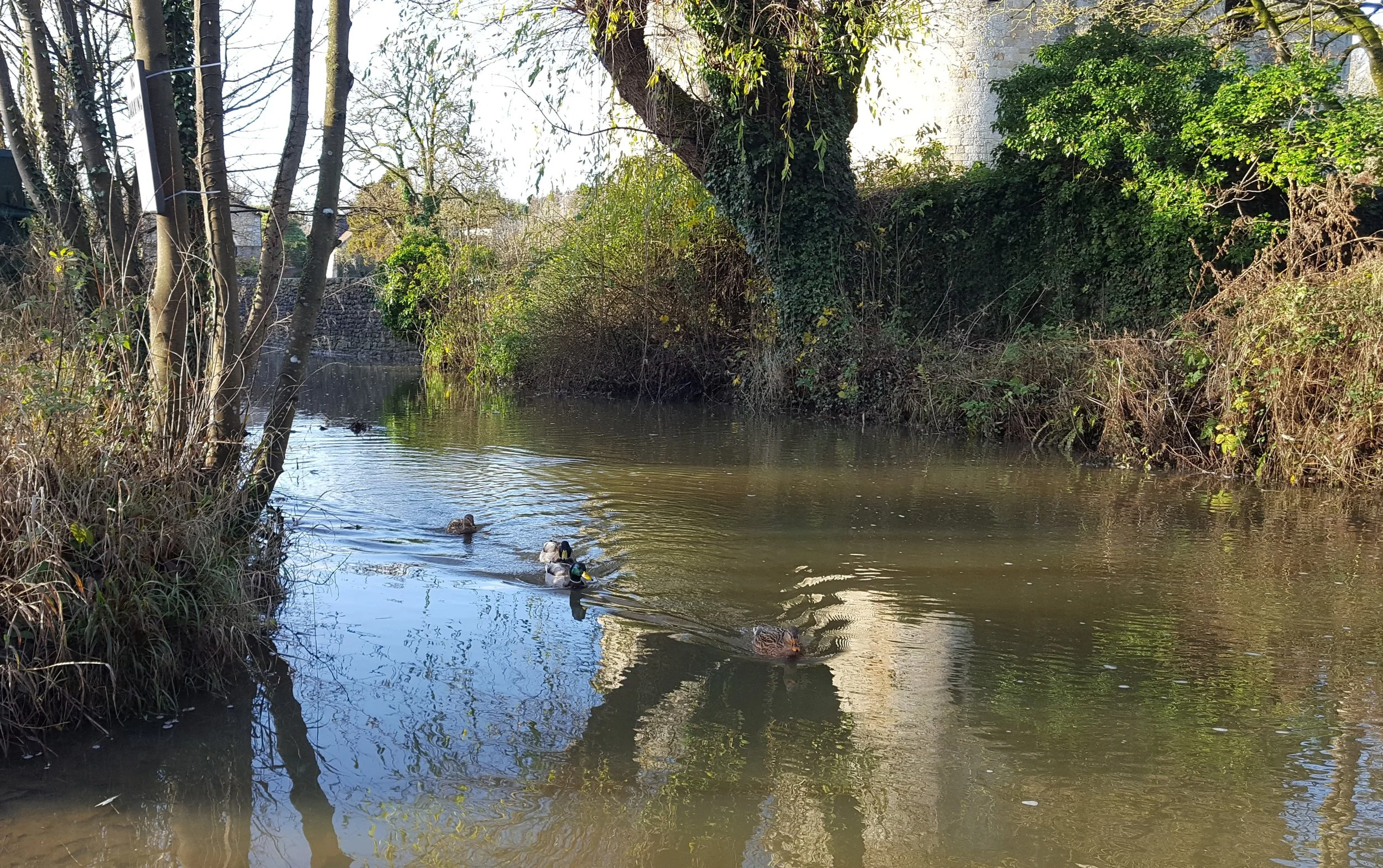 Duck pond.jpg