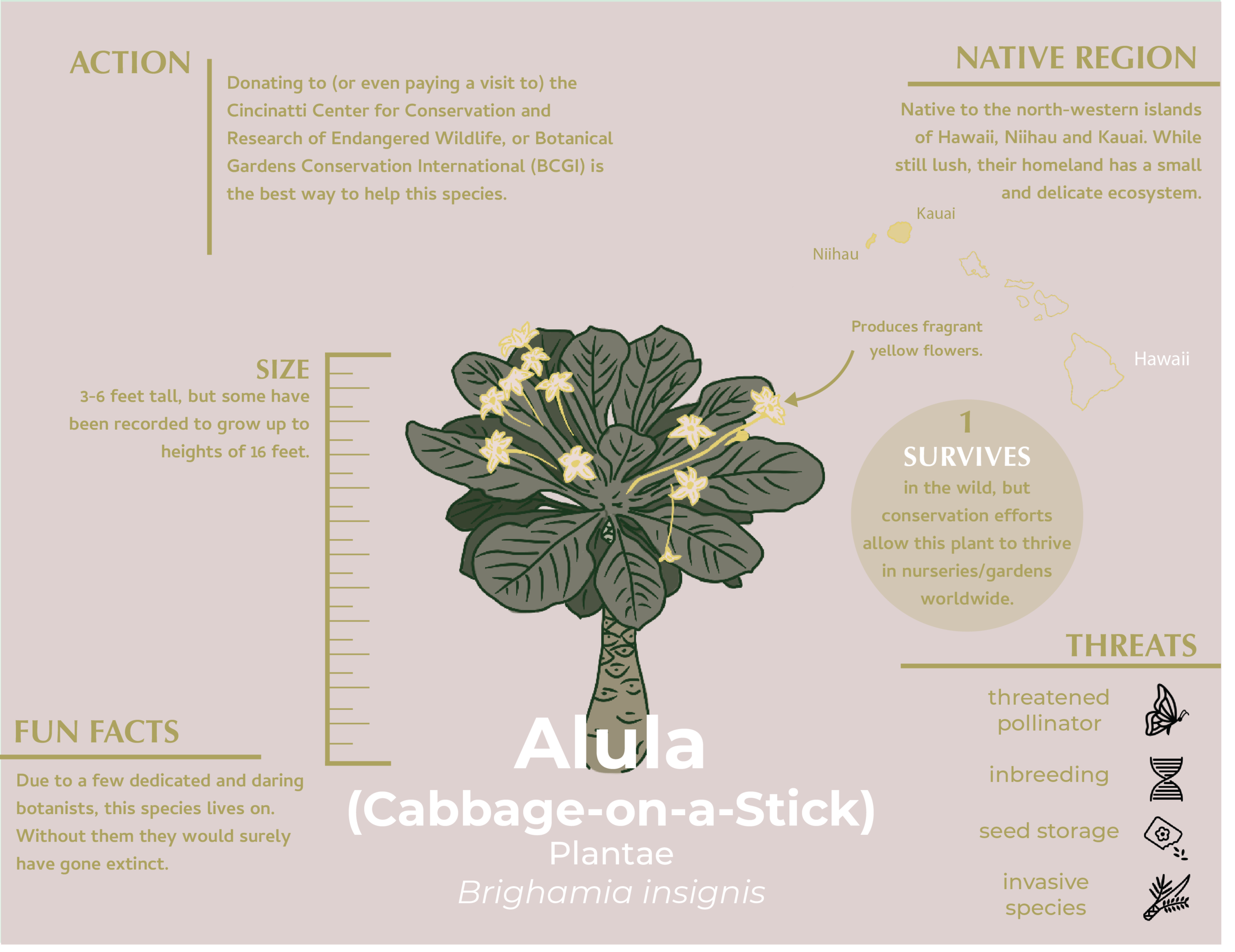 alula infographic.png