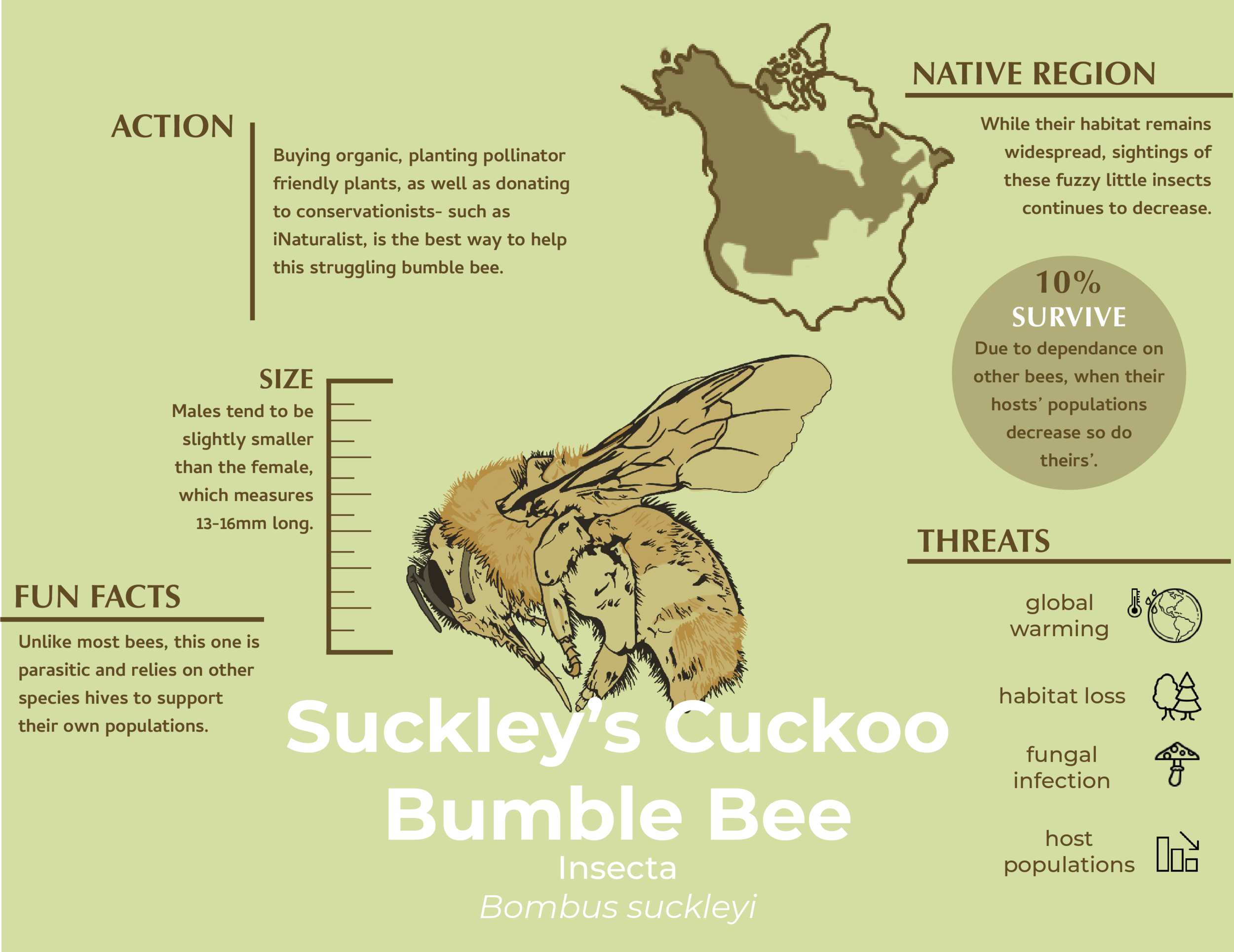 bee infographic.png