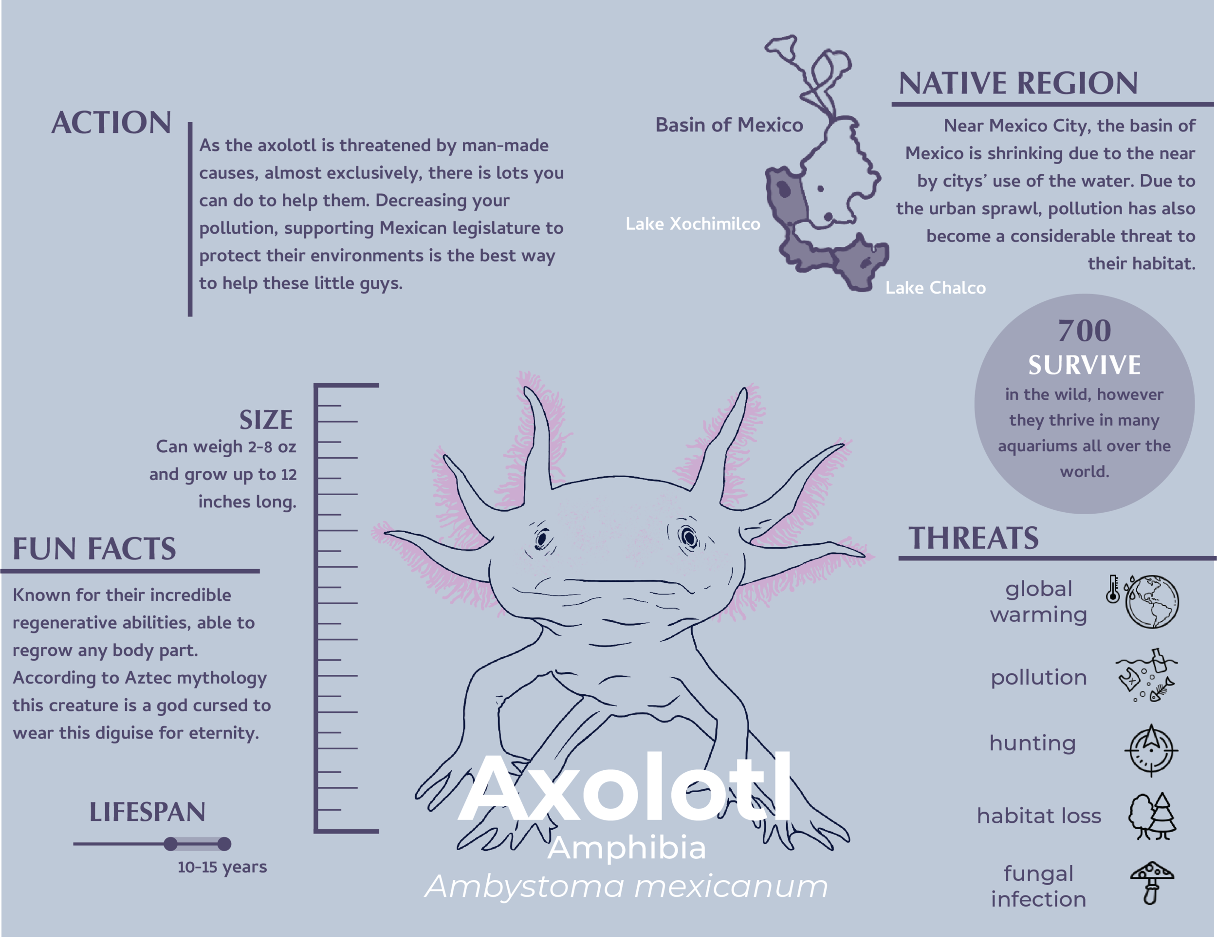 infographic axolotl.png