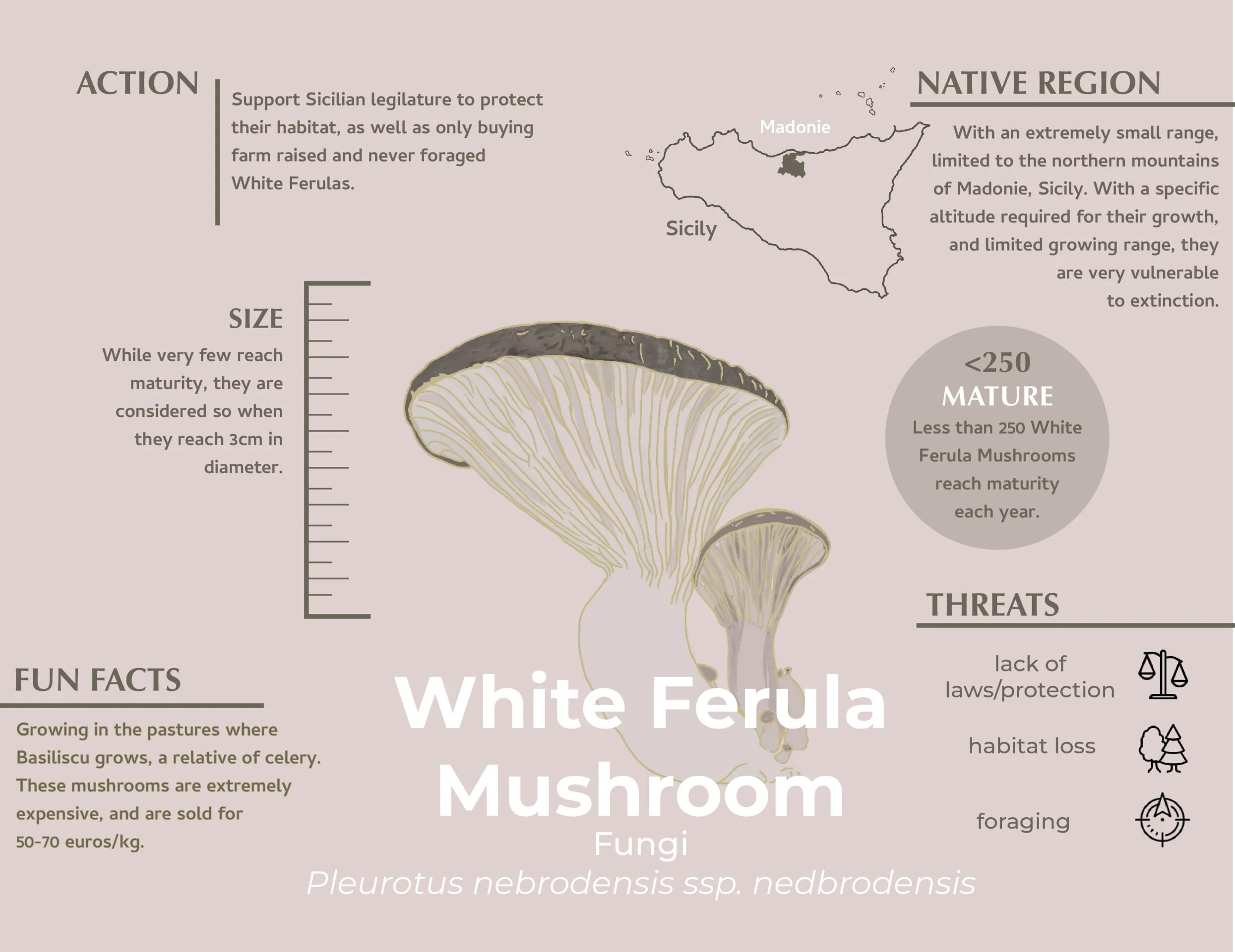 mushroom+infographic.jpg