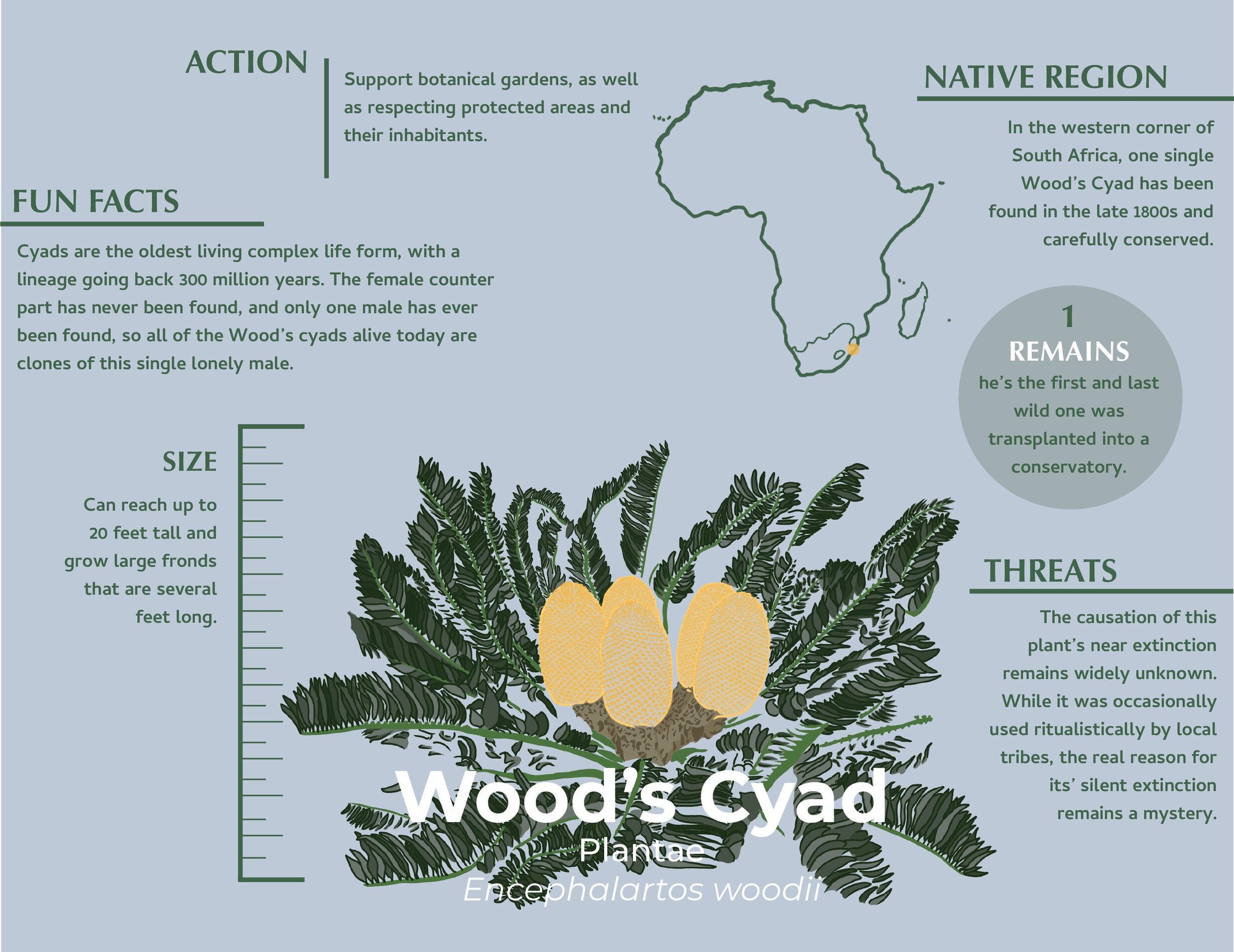 wood+cyad+infographic.jpg