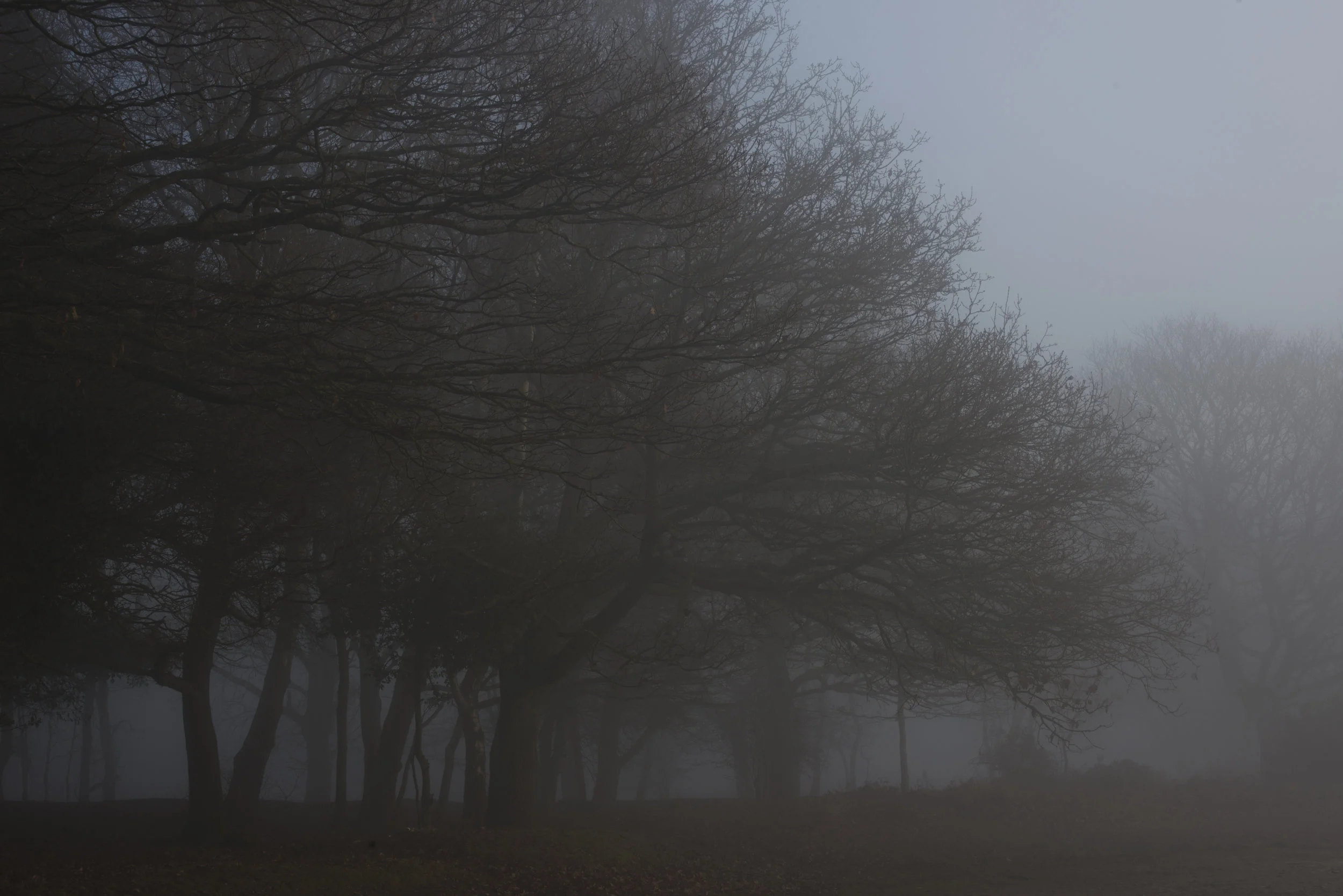 8661treesandfog.jpg