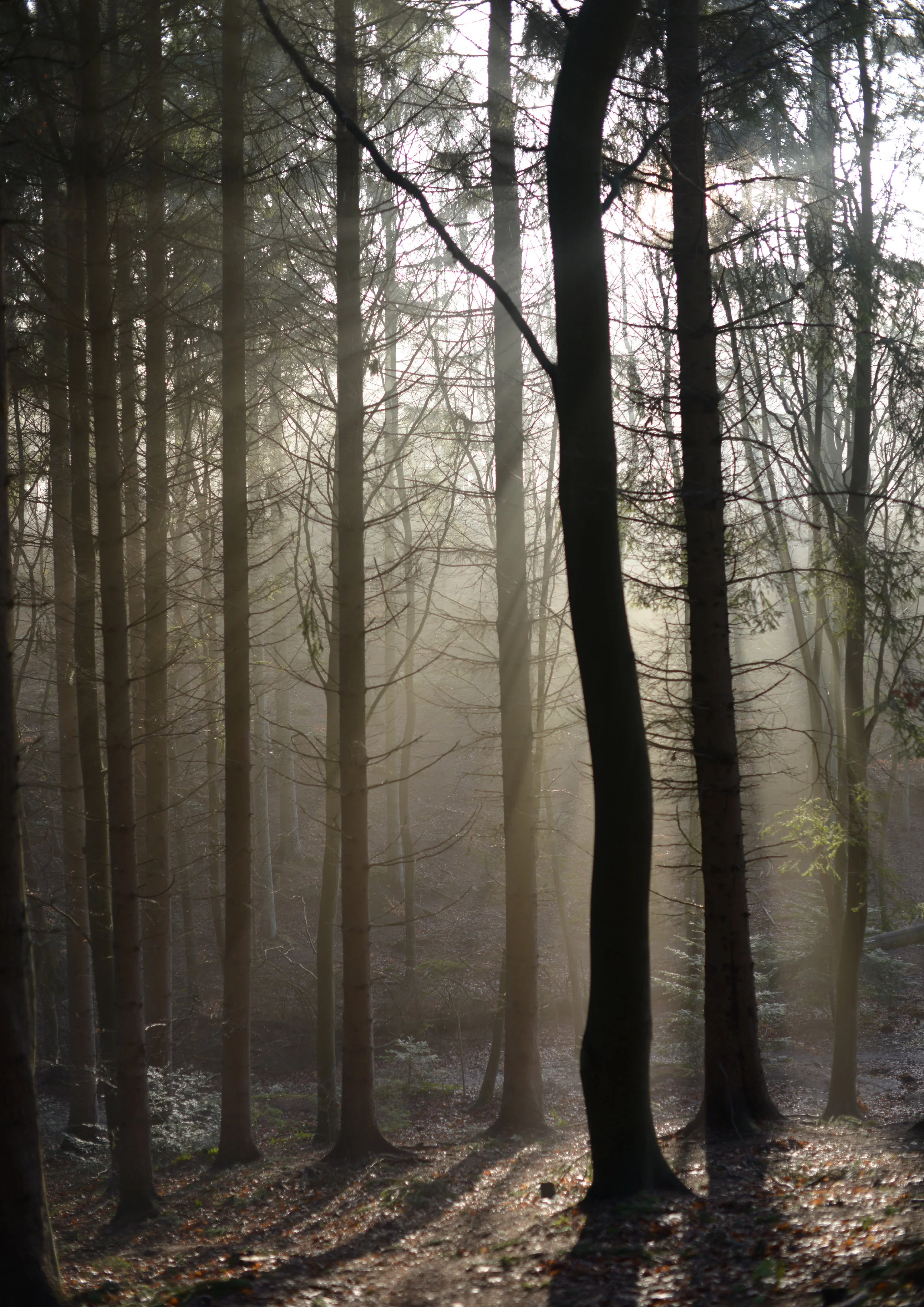 dawn1_A3.JPG