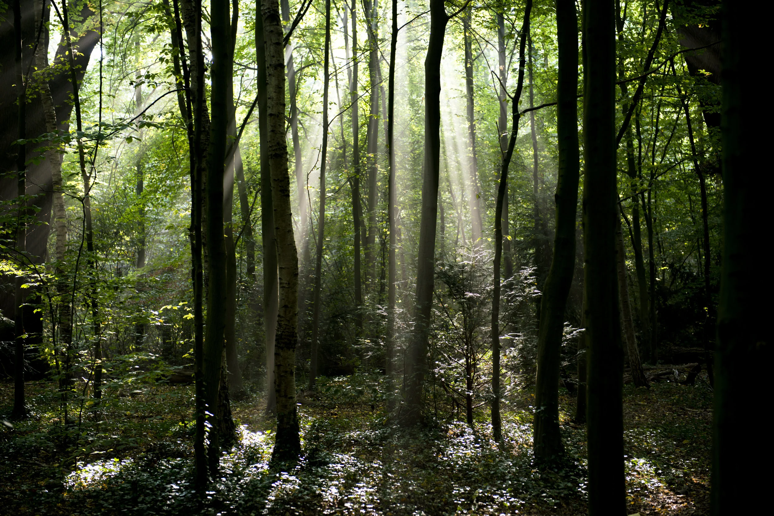 6261chasingrays.jpg