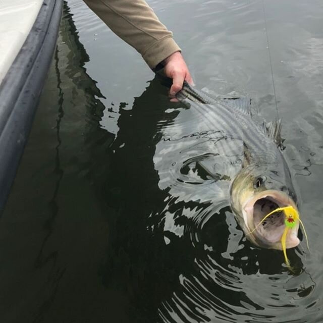 Some light tackle chunkers from the other day.  Spring fishing charters starting May 15. nowhere better to be right now than on the water. #stripedbassonthefly #flyfishing #gurgler