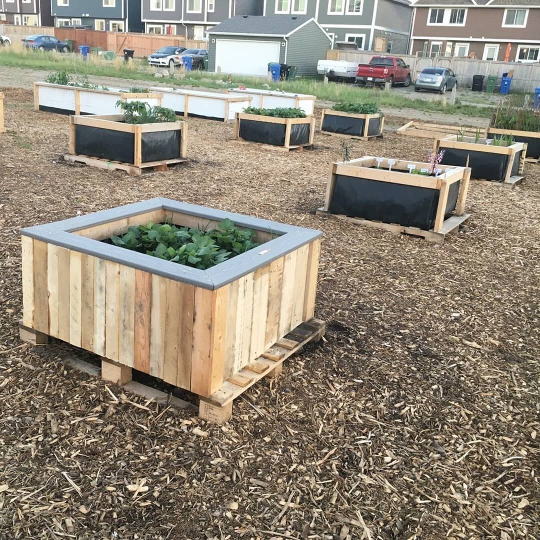 Who&rsquo;s ready to plant some veggies?! The Auburn Bay urban garden is having its open house today. We are so excited to see these 20 planters full of healthy treats.
.
.
.
#gardening #communitygarden #garden #gardenlife #planting #plants #seeds #h