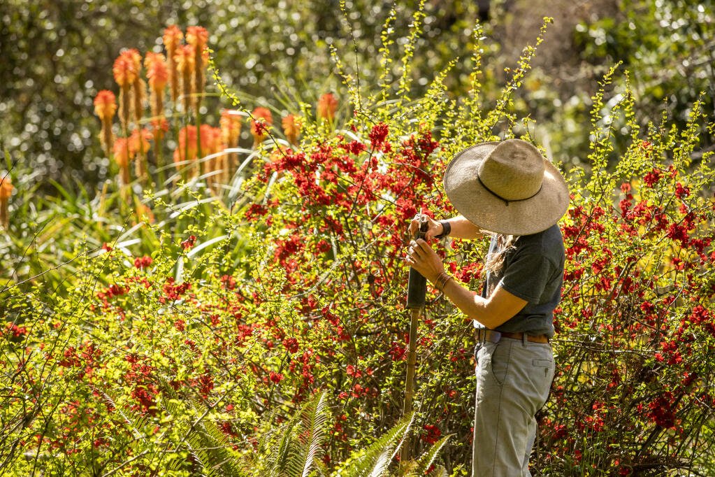 Sonoma's Secret Gardens: A Botanical Tour