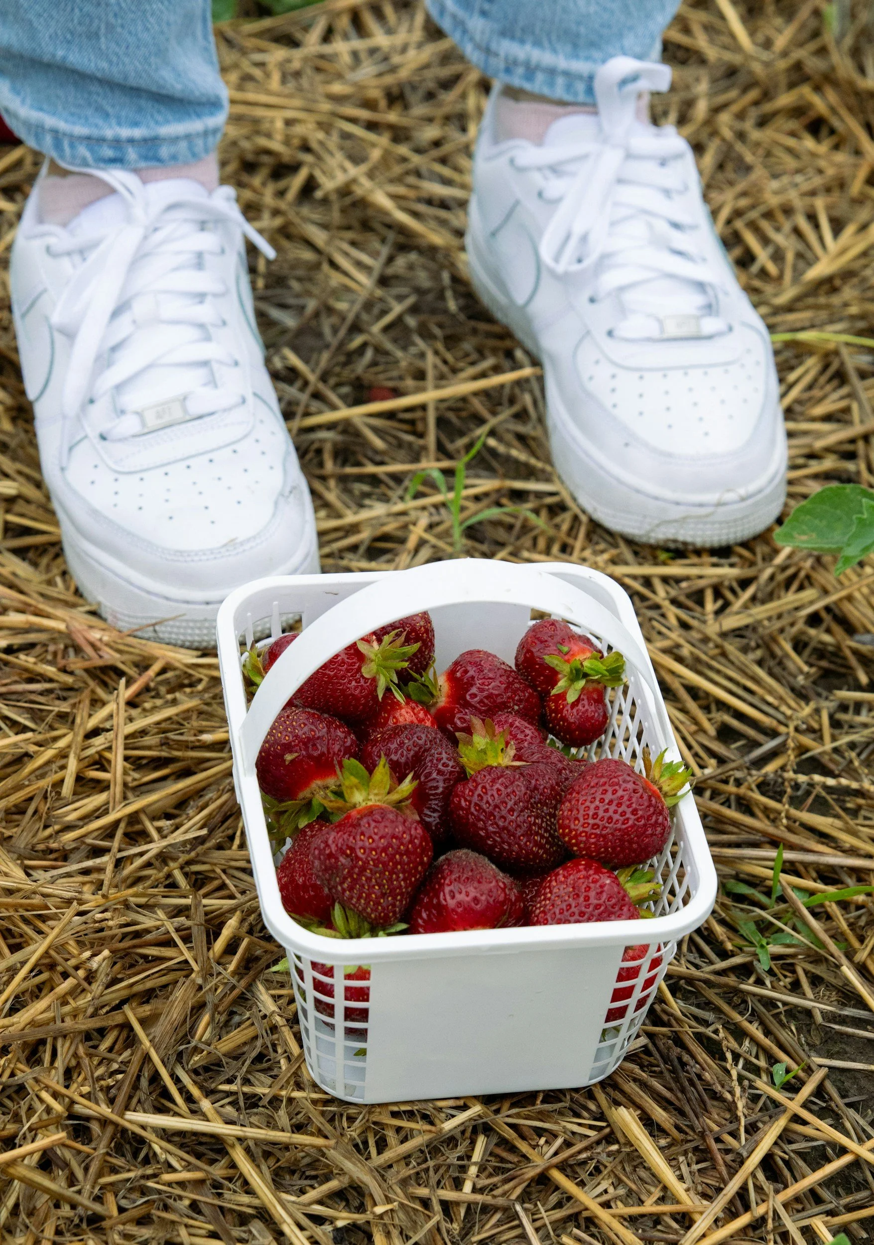 Best Family-Friendly Farms to Visit in Sonoma County: flower Picking, Wine Country Fun & More