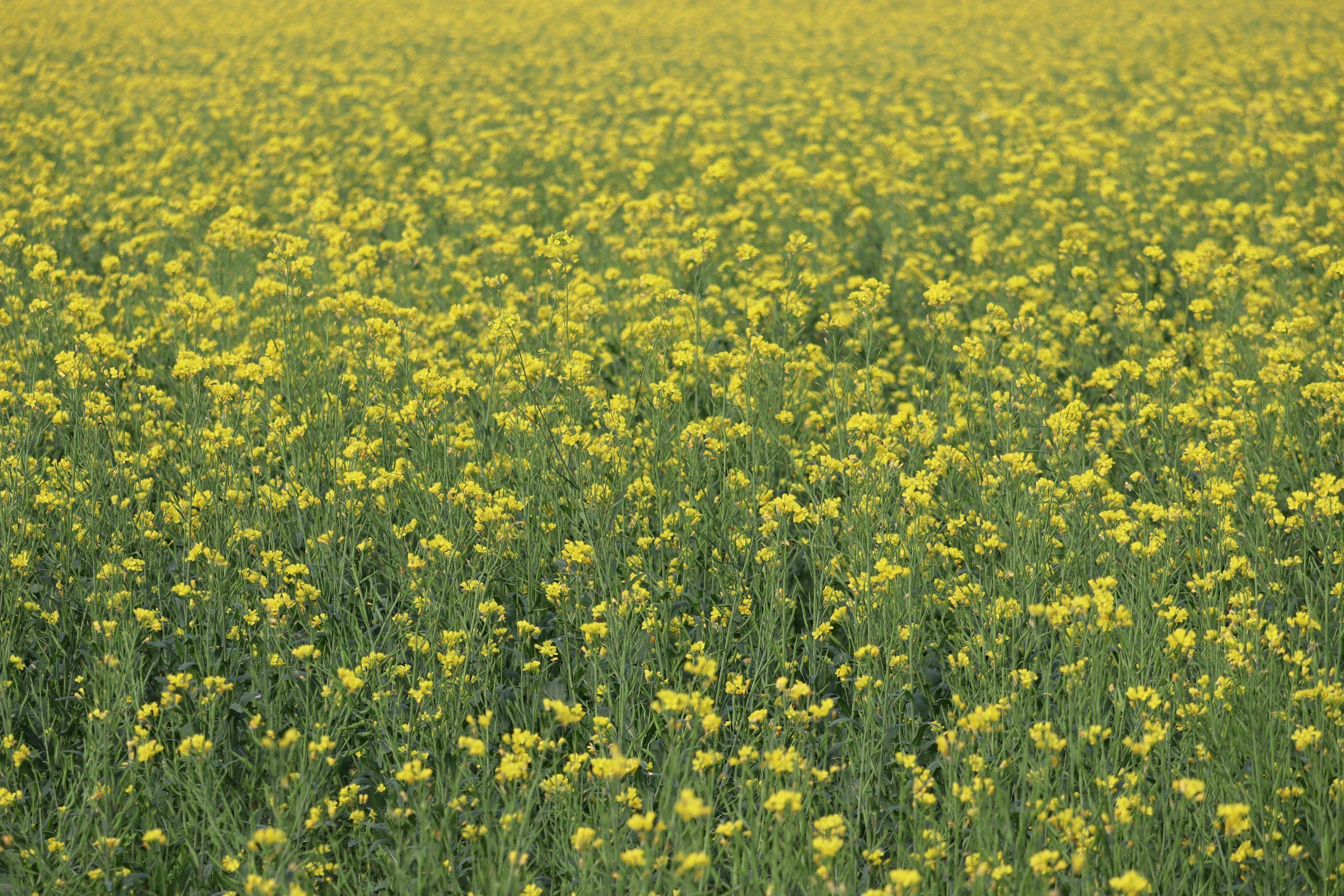 Spring in Sonoma: When to Gather and What to Experience