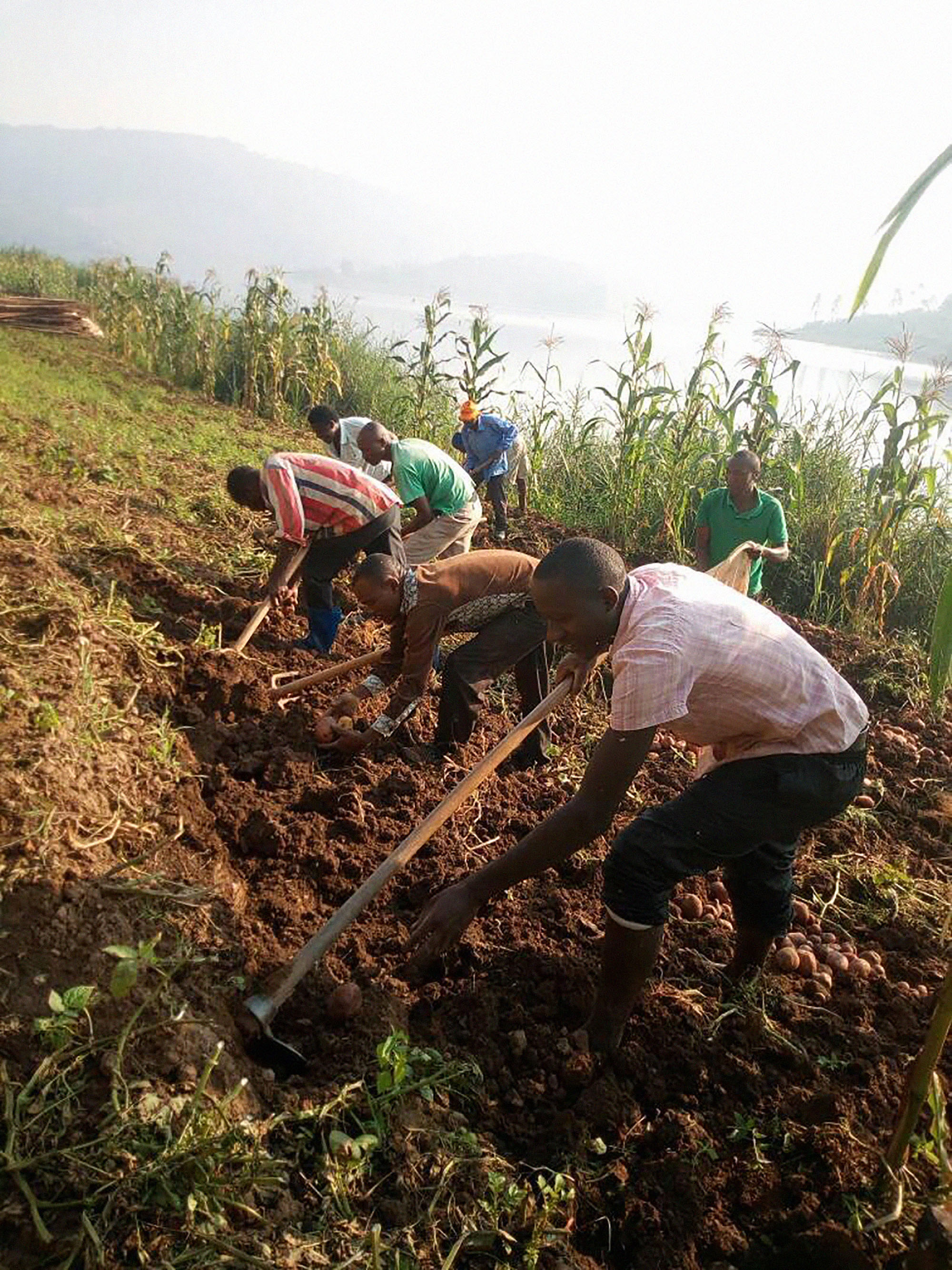 2.6.18 - irish potato harvest 2.jpg