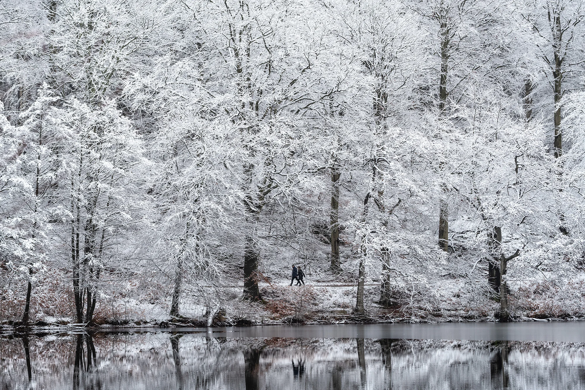 Filigrantræer, Agersø, Rudersdal (December 2018)