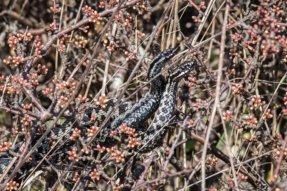 Pas de deux med hugorme, Sjællands Odde (April 2015)