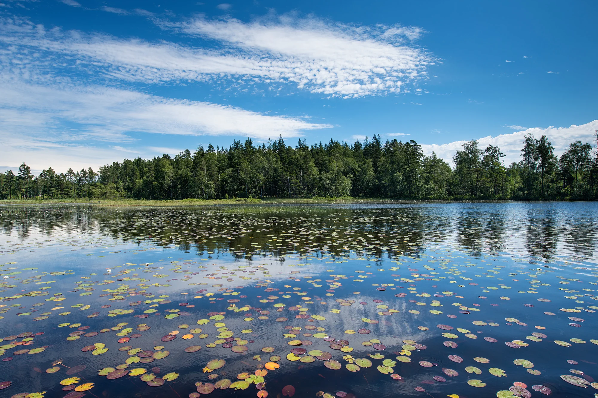 Åkandeblade, Arasjön, Småland (Juni 2016)