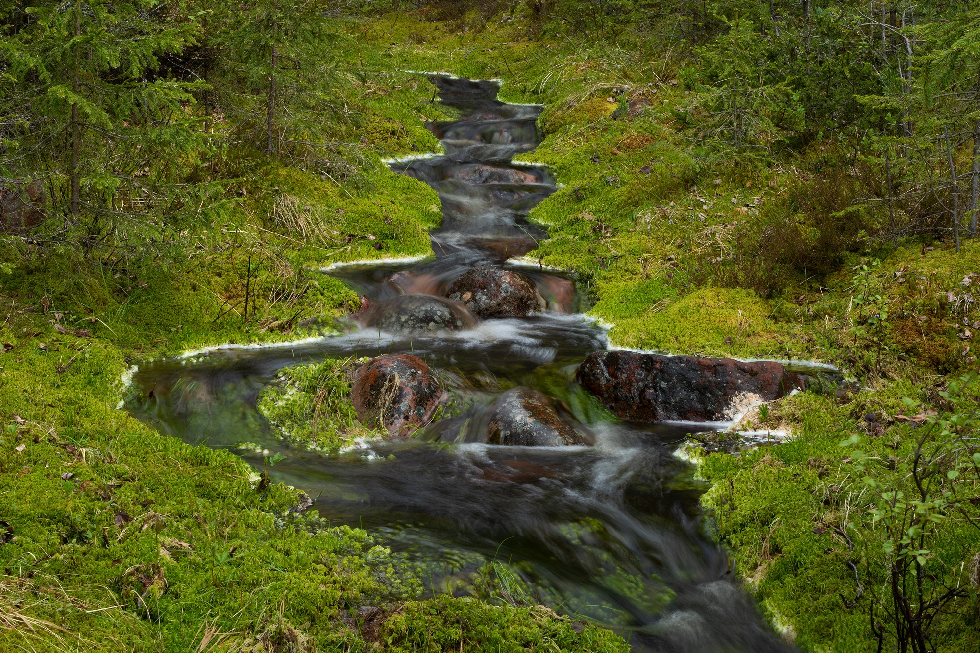 Lille bæk, Ljørdalen, Norgen (Juni 2019)