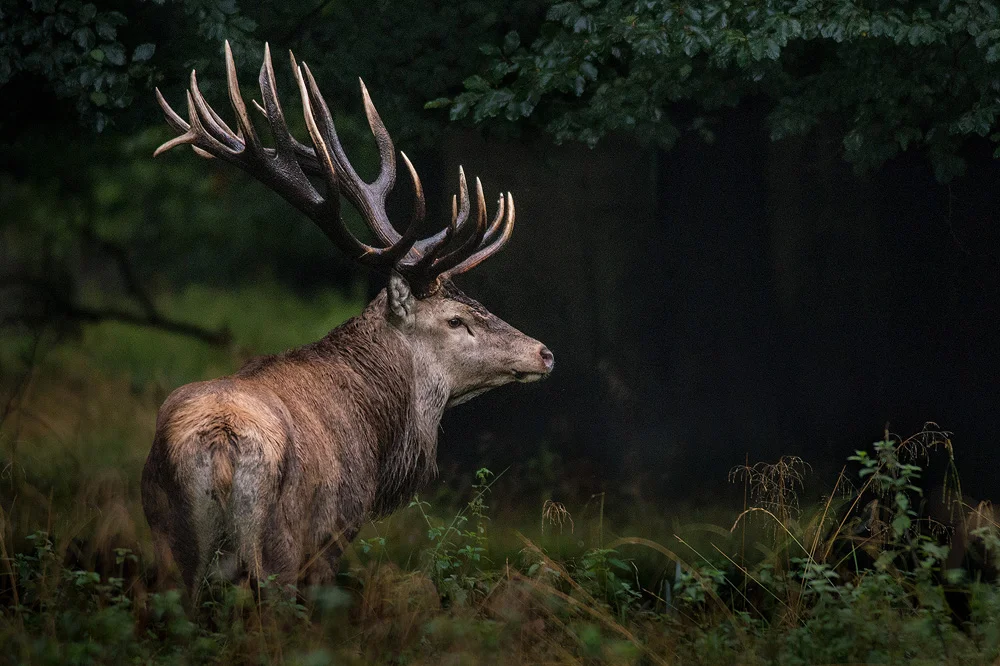 20-ender kronhjort, Jægersborg Dyrehave, Lyngby-Taarbæk (September 2015)