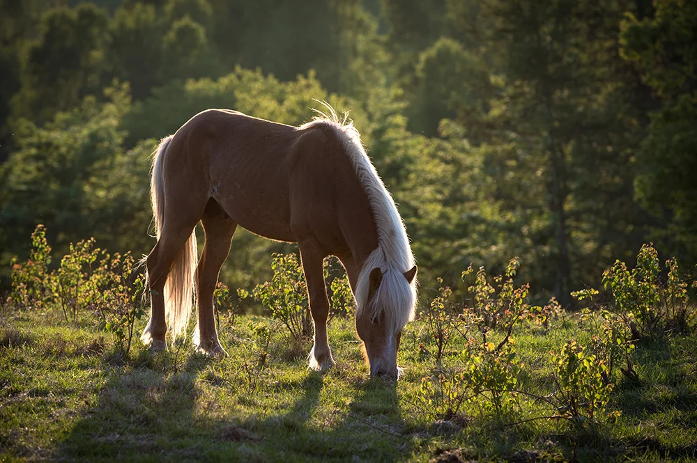 Græssende hest, Mols Bjerge, Djursland (Maj 2013)