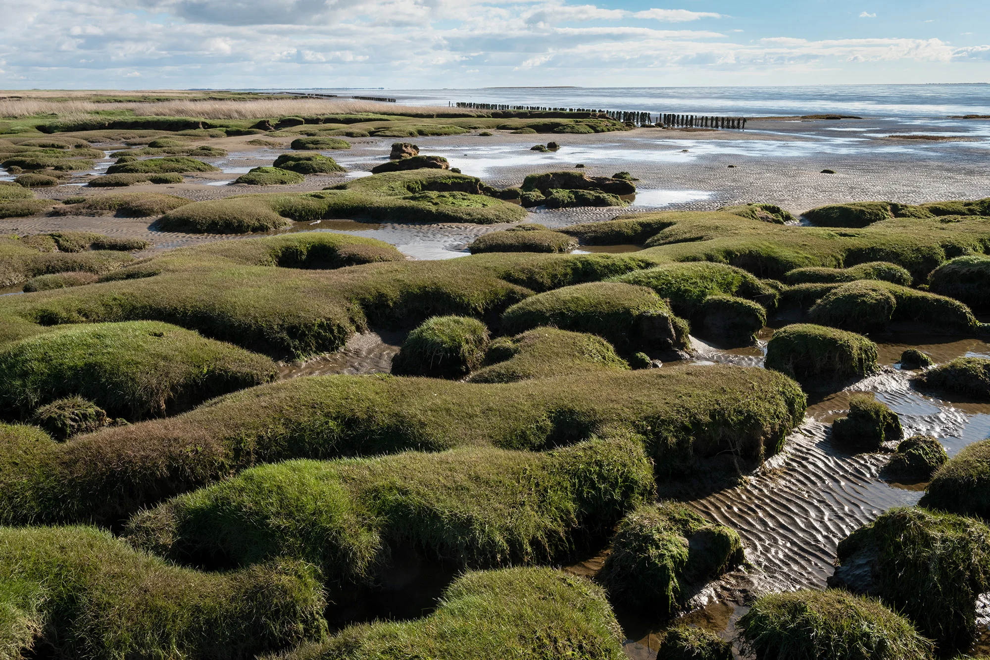 Marsk forland, Vilslev, Esbjerg (Juli 2019)