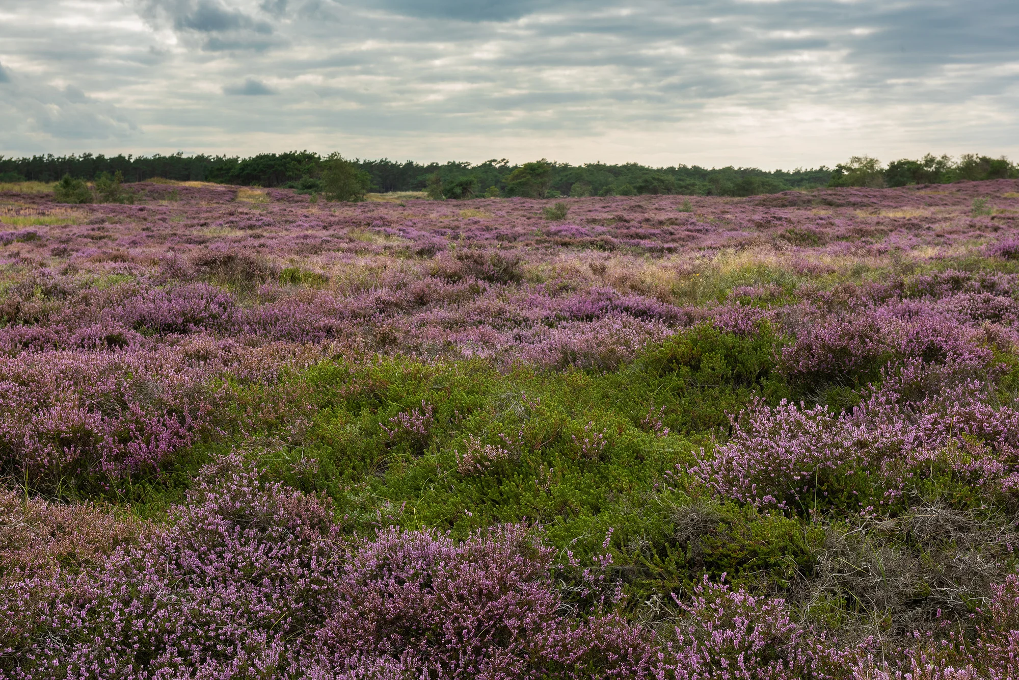 Hedelyng i fuldt flor, Melby Overdrev (August 2019)