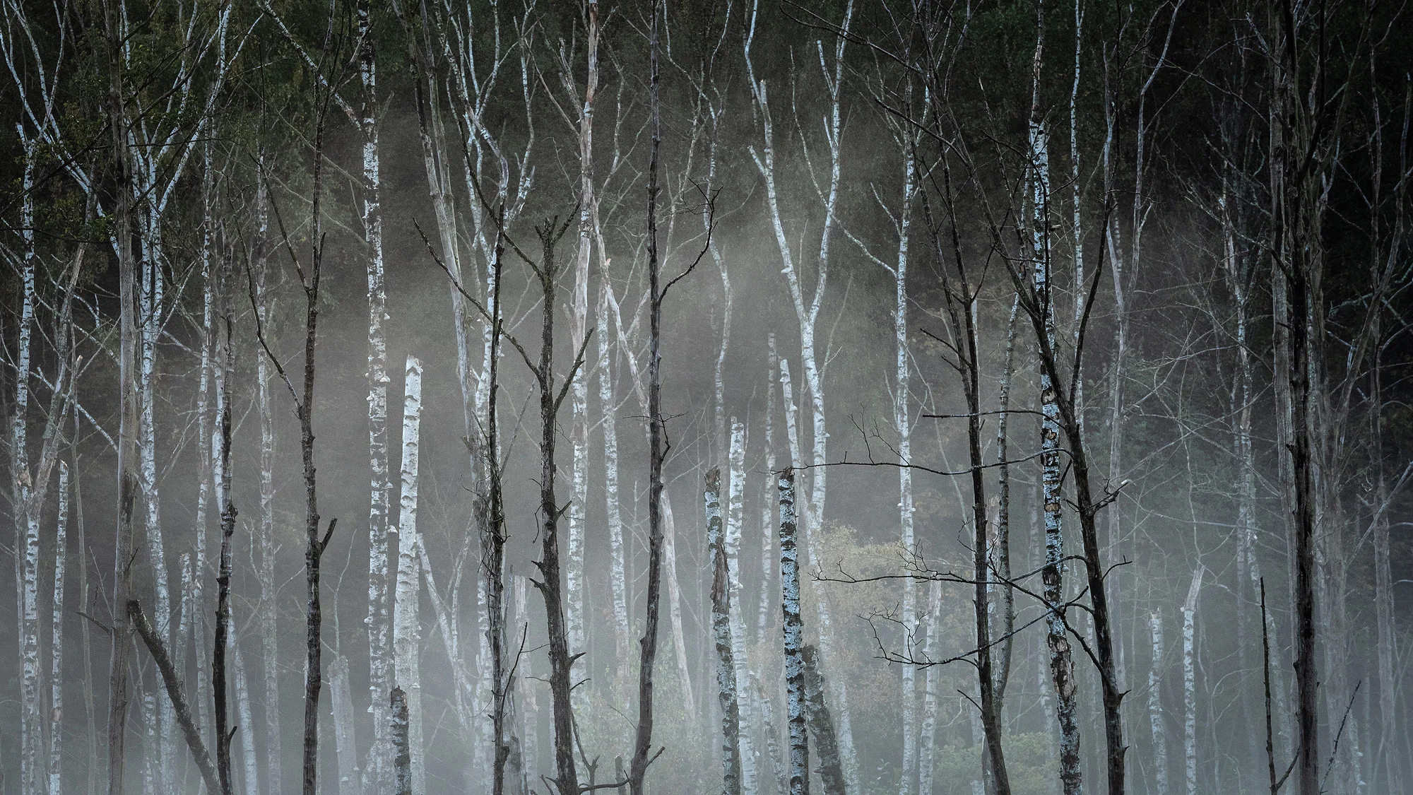 Forhekset birkeskov, Hørsholm (Oktober 2019)